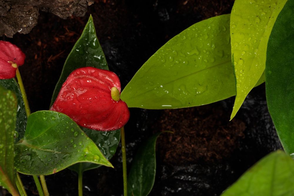 Terrarium paludarium gekon orzęsiony