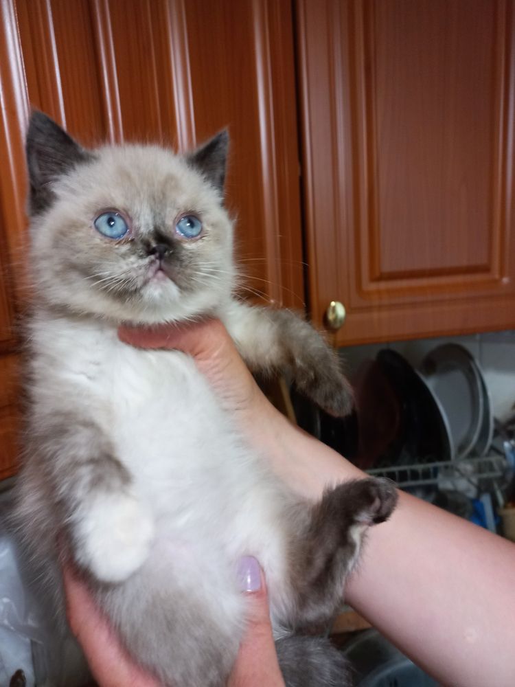 Перс короткошерстний