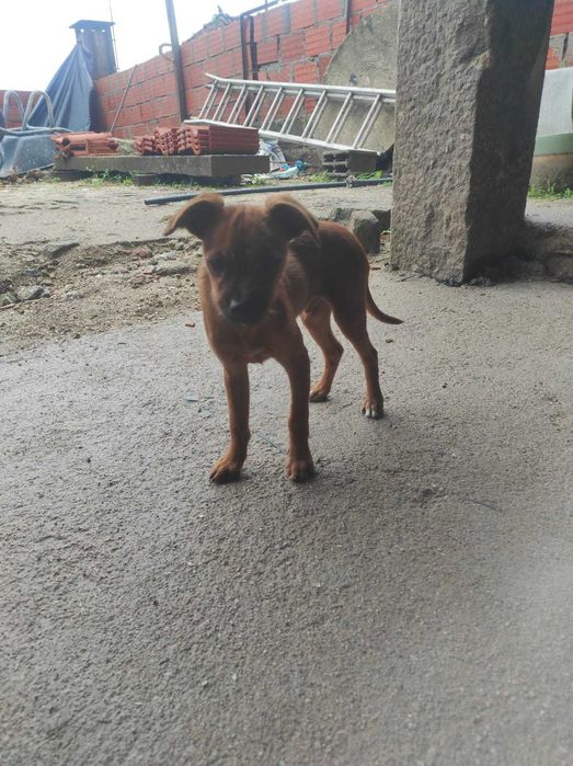 Doação de cachorro