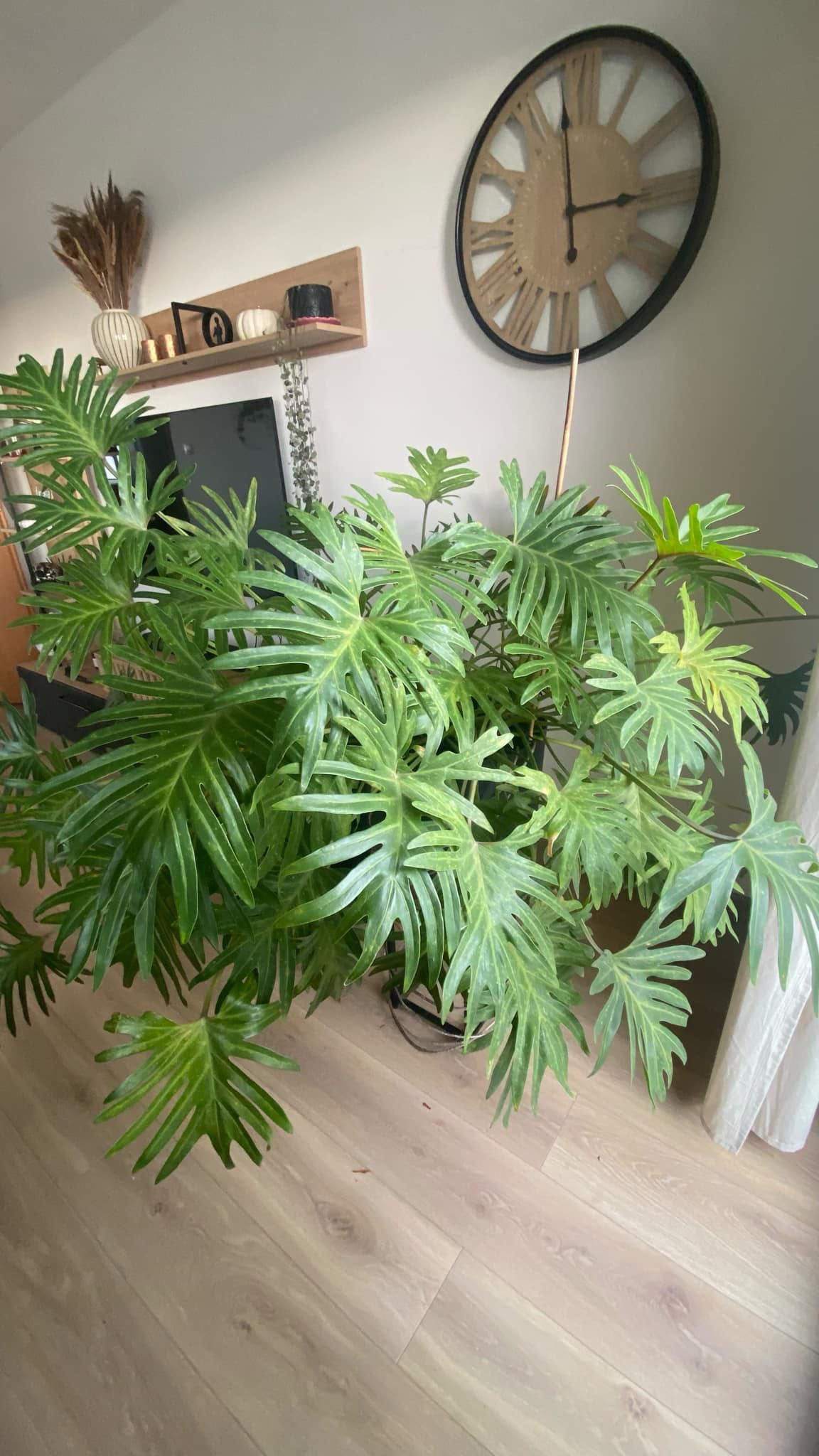 Filodendron xanadu