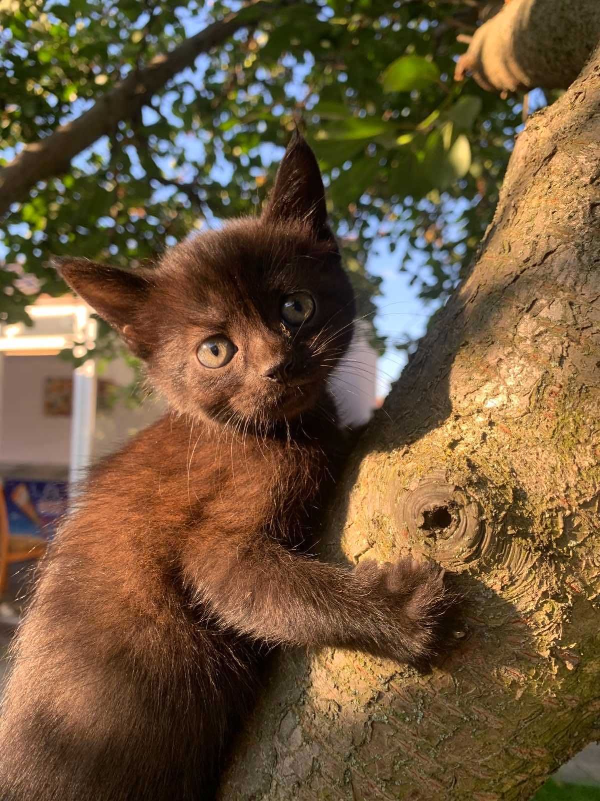 Котята бесплатно