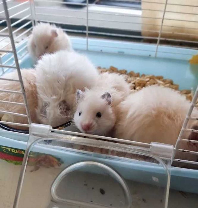 Класні ручні пушисті ангорка