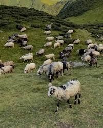 Карпатсі     вуці.