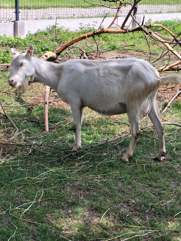 Sprzedam kozę z mlekiem
