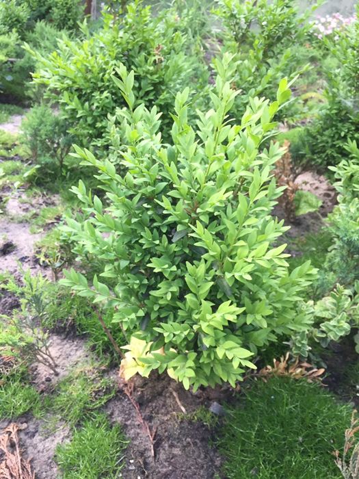 Самшит, ялівець, туя, пухироплодник, вейгела, гейхера продажа