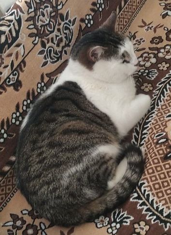 Кіт в добрі руки