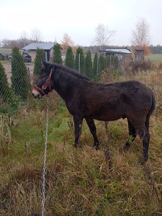 Krzyżówka konia zapraszam