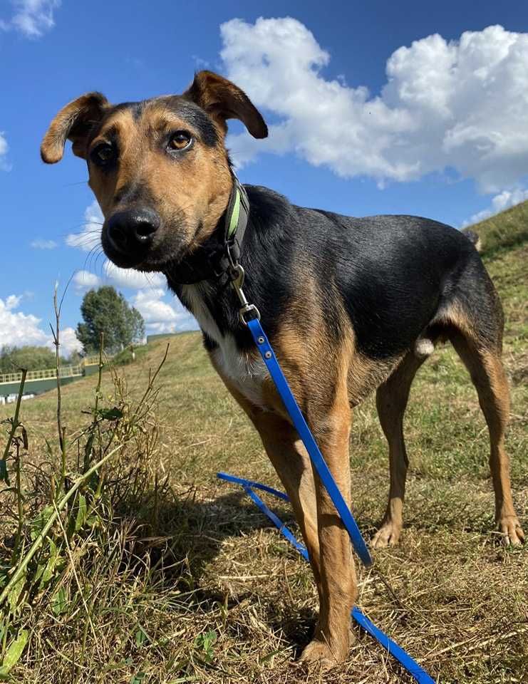 Tacos poleca się do adopcji.