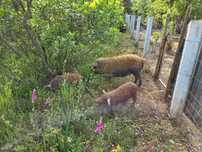 Porco ovelha (Mangalitsa)