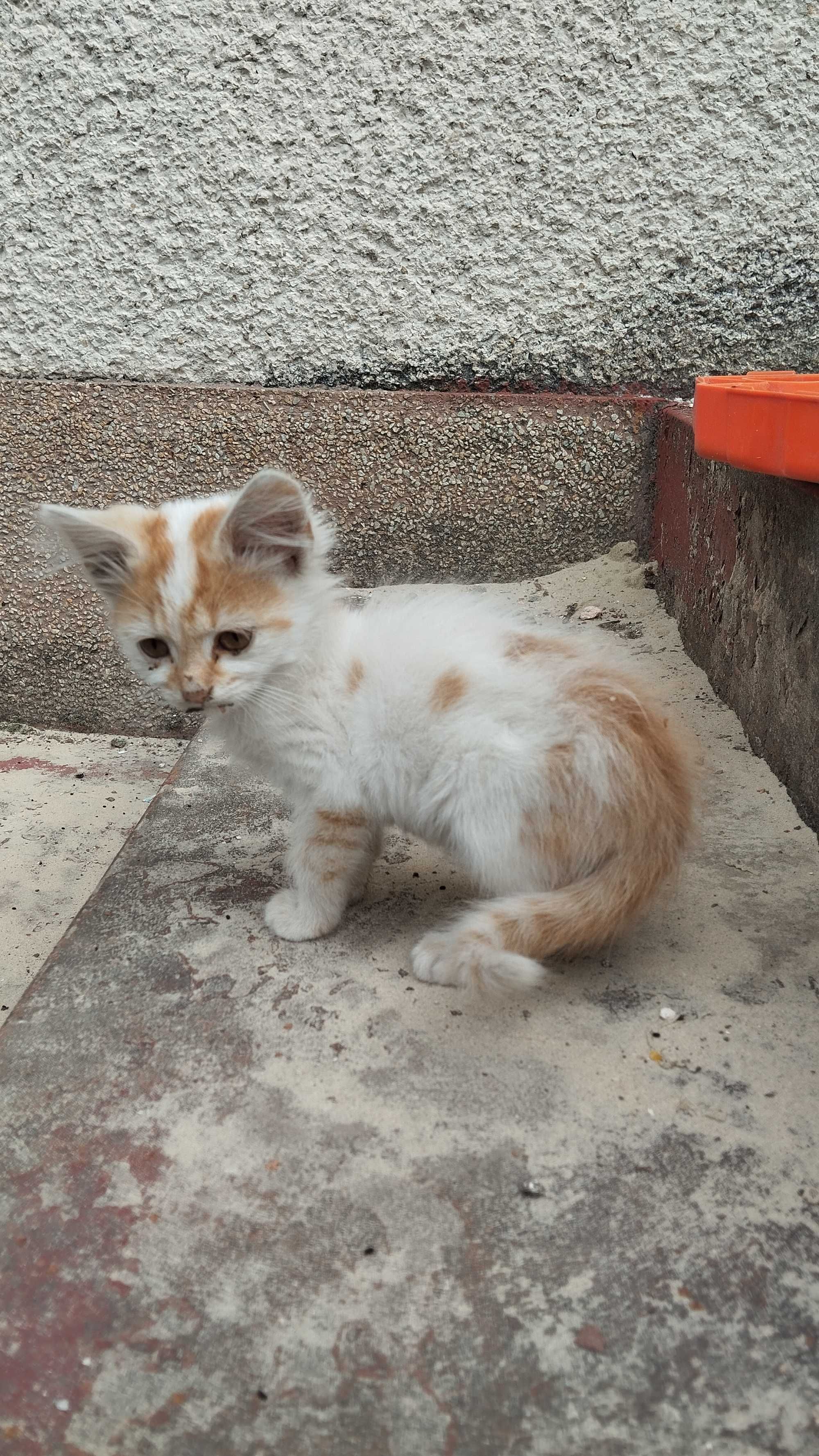 Віддам в добрі руки кошенят