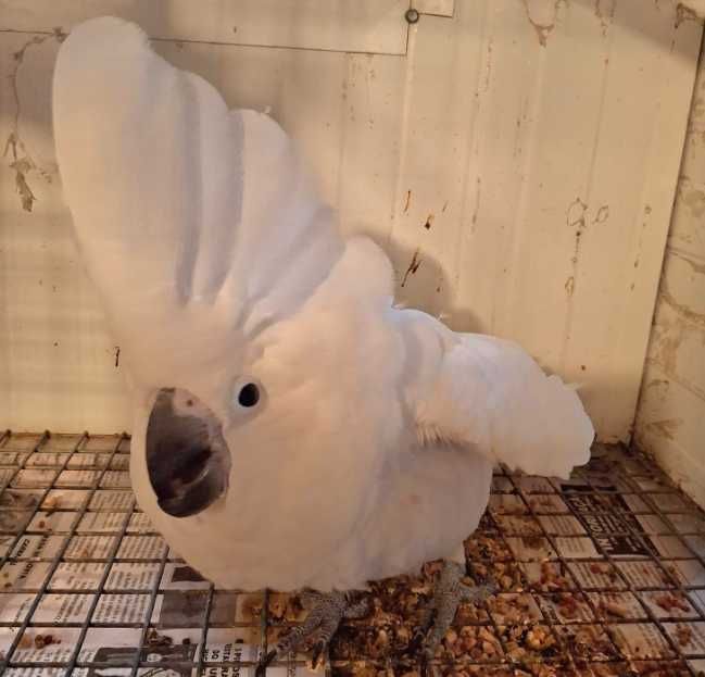 Catatua Alba macho