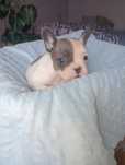 Buldog francuski blue