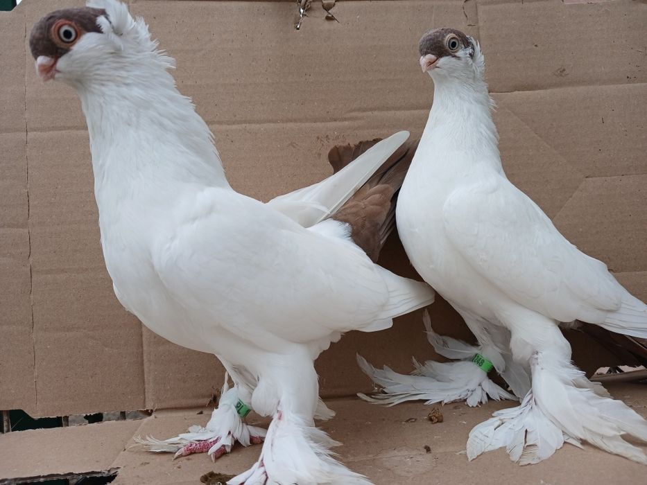 Gołębie krymki białostockie 2025