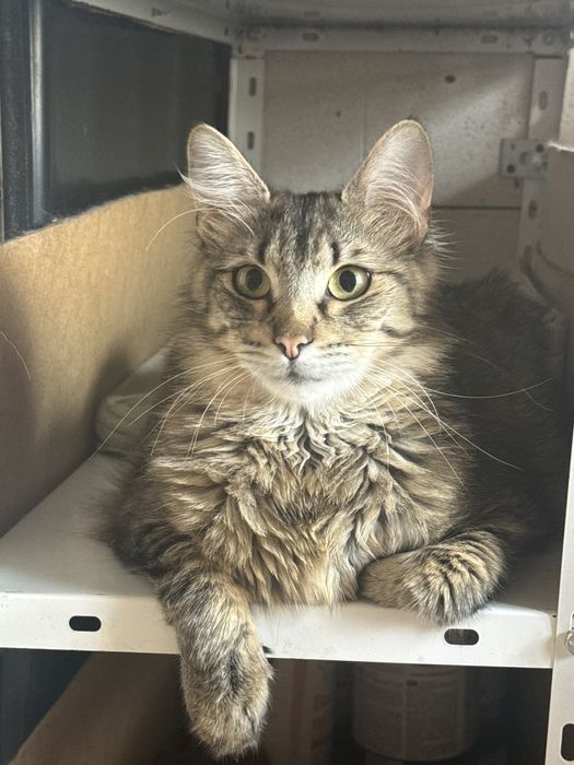 Котик в добрі руки