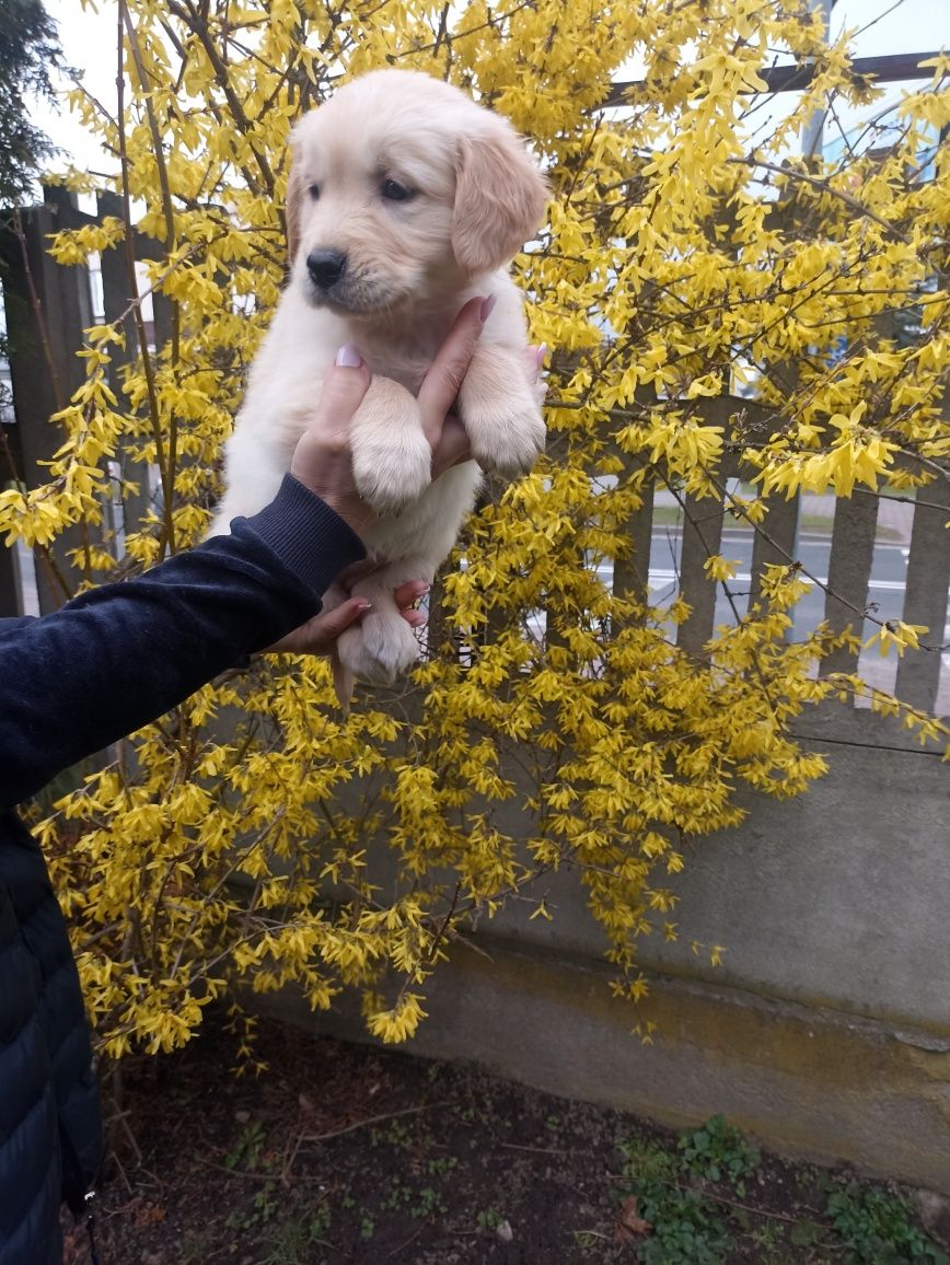 Golden Retriever szczeniak