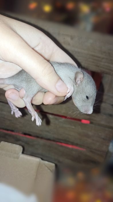 Szczurki odmiany Dumbo szare