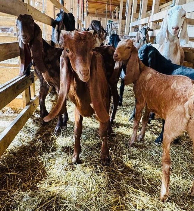 КАМОРІ 50% та 75%