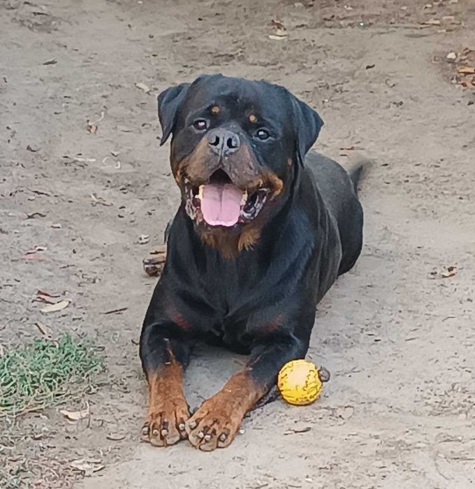 В'язка Кобель ротвейлер