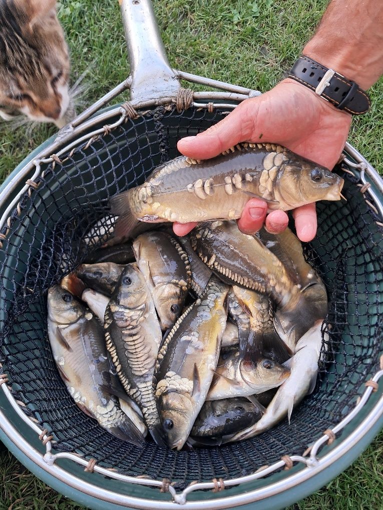 Karp kroczek  21-25cm