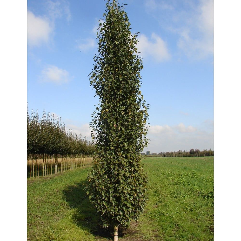 Brzoza brodawkowata ’ Fastigiata ’ Betula pendula (kolumnowa)