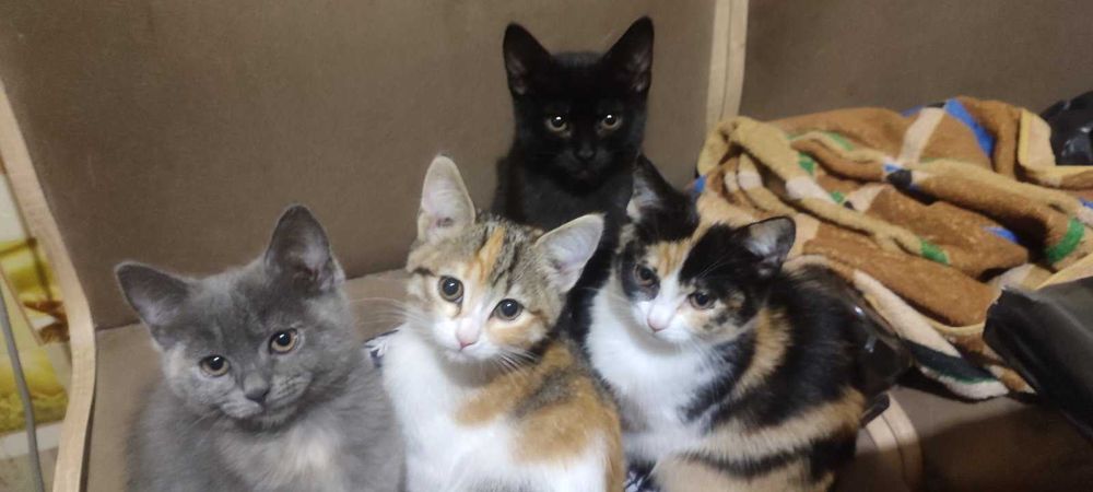 Гарні кошенята у добрі руки