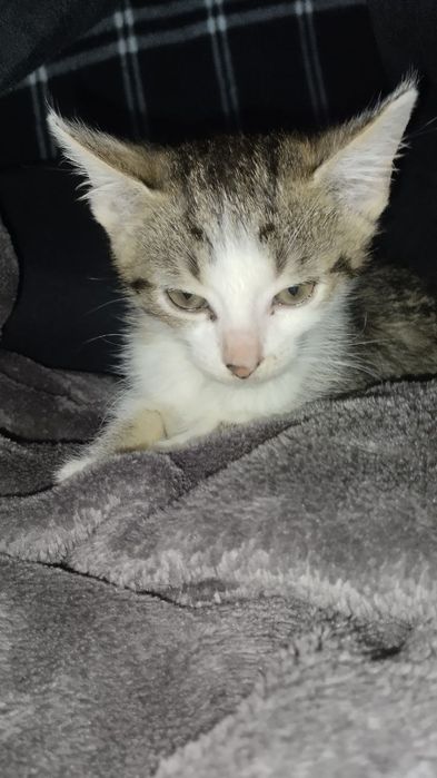 Odam za darmo kotków w dobre rence