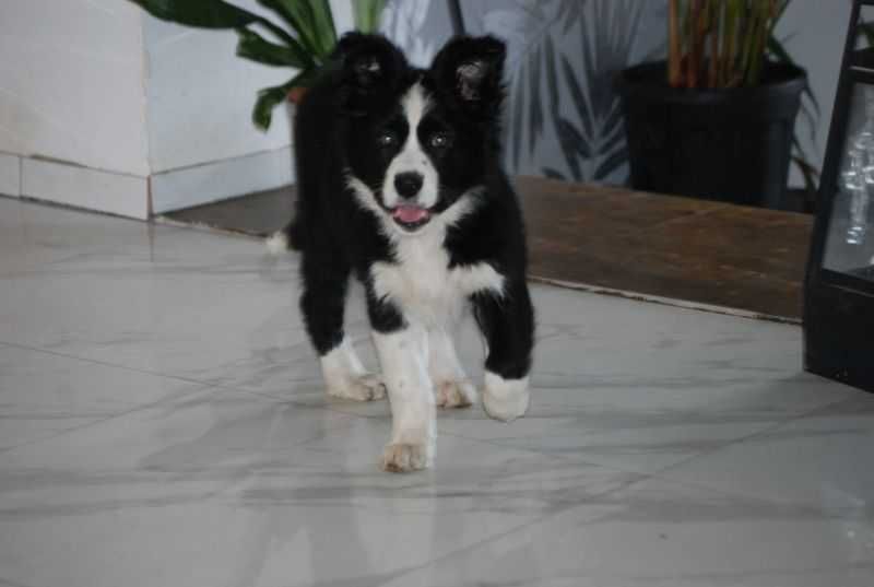 Pies  Border Collie czarno-biała