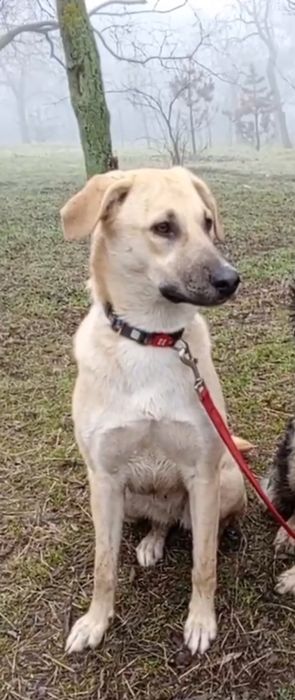 Отдам даром в добрые руки собаку метис овчарки и лабрадора