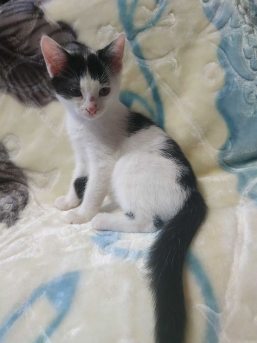 Кошенята шукають люблячу родину