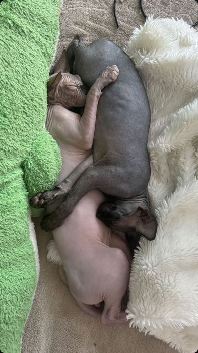 Кіт породи канадський сфінкс