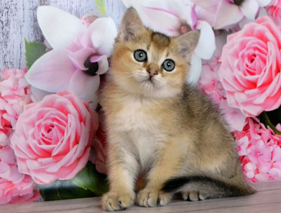 Британские котята, золотые шиншиллы