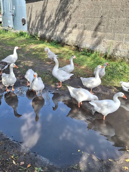 Gęsi kołudzkie  tegoroczne