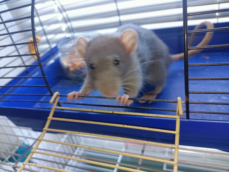 Продам крыску Дамбо с клеткой (не на корм питону)