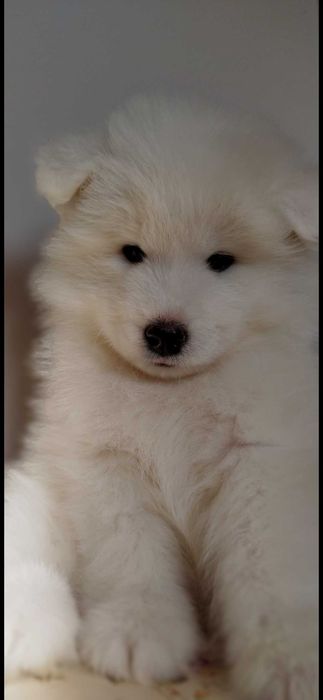 *Samoyed szczenię*