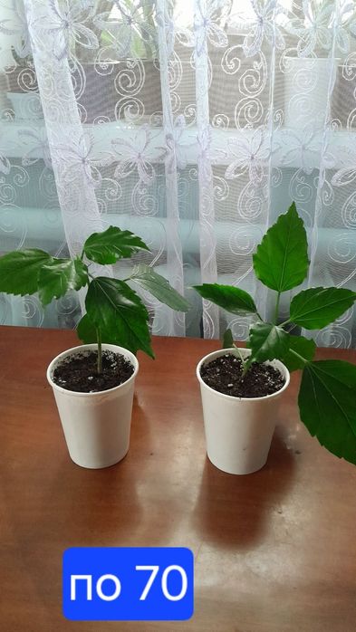 Гібіскус махровий абрикосовий