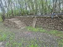 Paliki do pomidorów