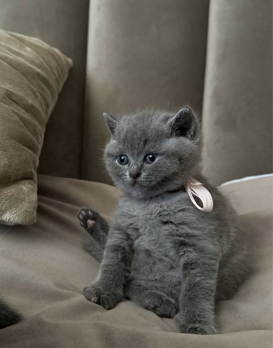 Шикарные британские котята с документами!