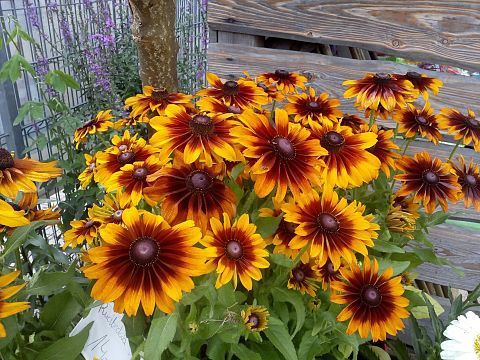 Nasiona kwiatów wieloletnich i jednorocznych Jeżówka rudbekia aster,