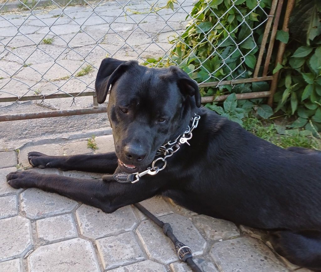 Mieszaniec labradora