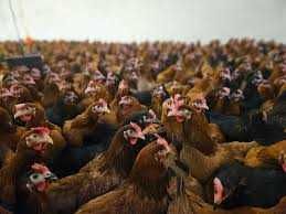 Kury Nioski z wolnego wybiegu ! Rosa Messa Dominant Leghorn ! DOWÓZ !
