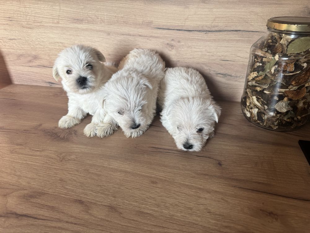 Śliczny Piesek West Highland White Terrier