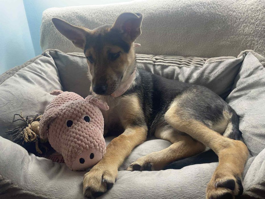 Sunia szczeniak w typie rasy Owczarek Niemiecki  ,szuka domu.