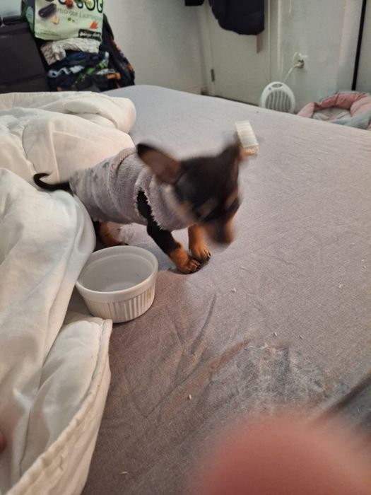 Teckel   Salsicha arlequim