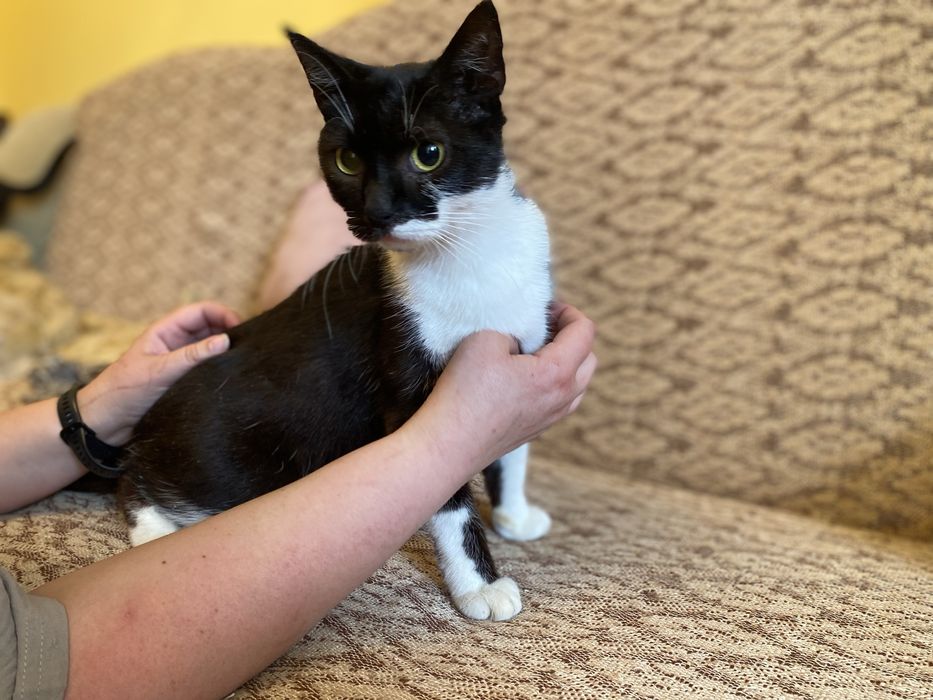 Piękna kotka Diana do adopcji