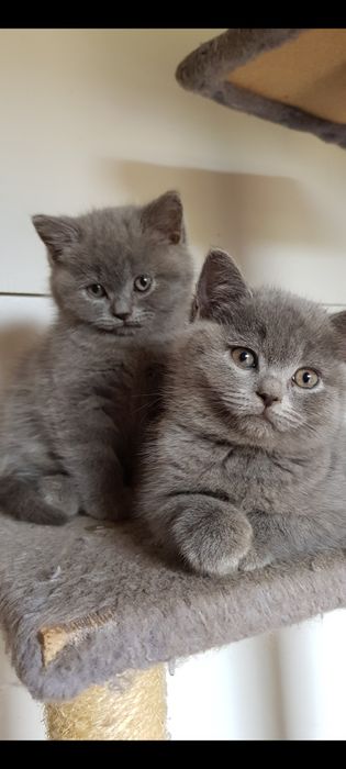 Śliczne Cudowne Koty, Kocurki Brytyjskie Krótkowłose