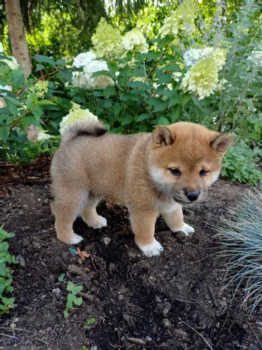 Shiba Inu disponível