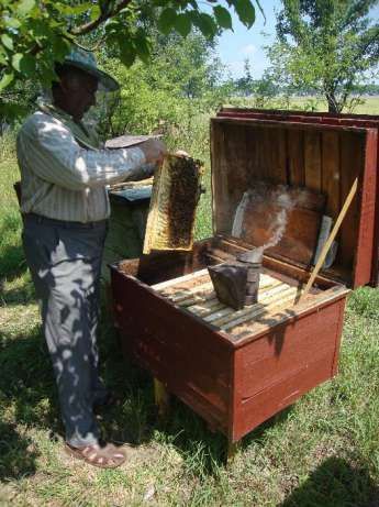 Продам бджолопакети, бджоли, пчелы, отводок, карпатка