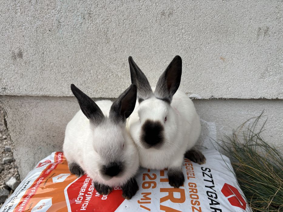 Króliki Kaliforniajkie Czarne KC