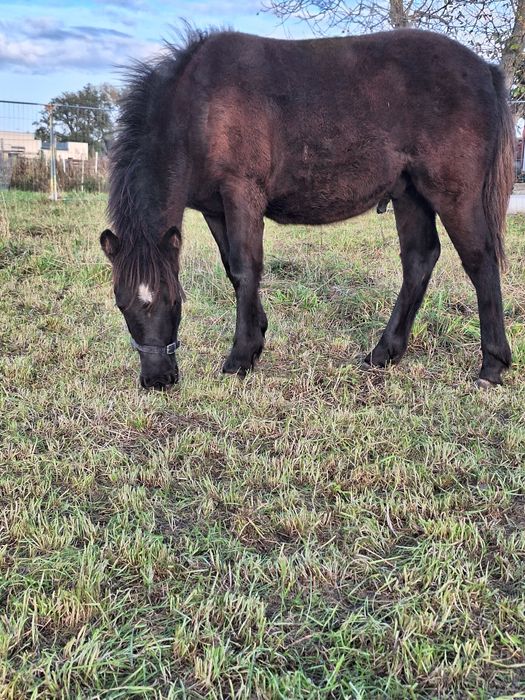 Ogierek z marca 2025