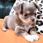 Chihuahua Fêmea, Cor Lilac afogueado. Pêlo comprido. LOP